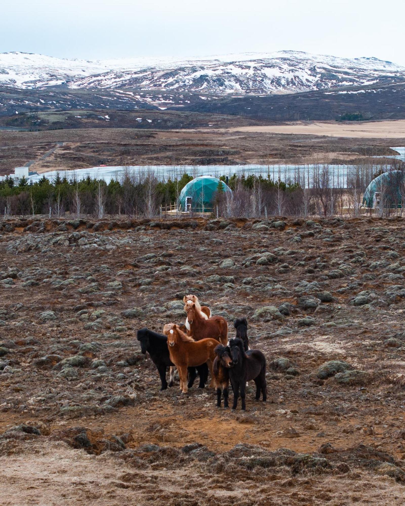 Golden Circle Domes - Lake View セルフォス エクステリア 写真